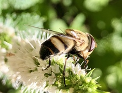 Copestylum apiciferum