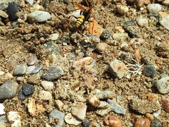 Cryptocheilus annulatus