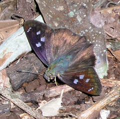 Polygonus savigny savigny