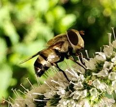 Copestylum apiciferum