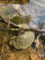 Pectinatella magnifica