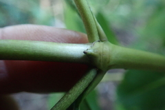 Coprosma macrocarpa minor