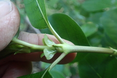 Coprosma macrocarpa minor