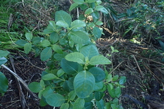 Coprosma macrocarpa minor