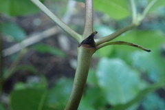 Coprosma macrocarpa minor