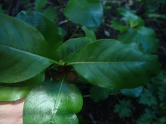Coprosma macrocarpa minor