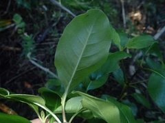 Coprosma macrocarpa minor