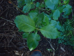 Coprosma macrocarpa minor