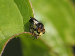 Holopogon nigripennis