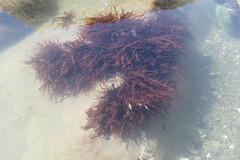 Prionitis lanceolata