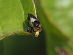 Holopogon nigripennis