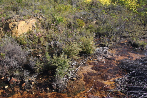 Image of Leptospermum squarrosum by (c) Tony Rebelo, some rights reserved (CC BY-SA)