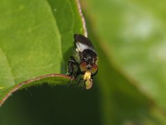 Holopogon nigripennis