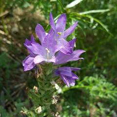 Campanula spicata