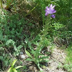 Campanula spicata