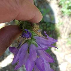 Campanula spicata