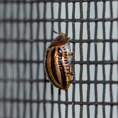 Agroiconota bivittata