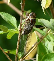Diceroprocta viridifascia