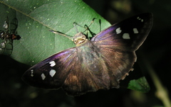 Polygonus savigny savigny