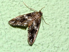 Paracymoriza