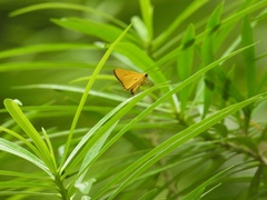 Cupitha purreea