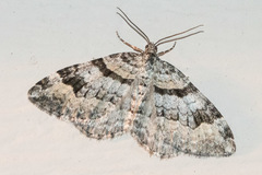 Xanthorhoe abrasaria