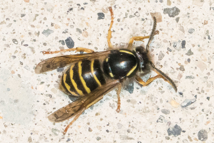 Rocky Mountain Aerial Yellowjacket
