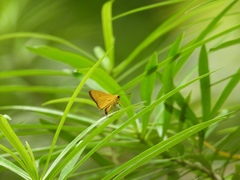 Cupitha purreea