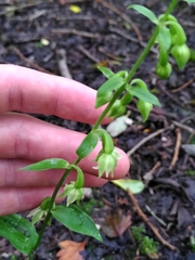 Epipactis phyllanthes