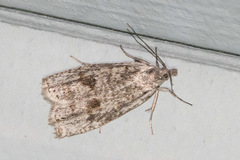 Hystrichophora asphodelana