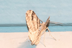 Xanthorhoe abrasaria