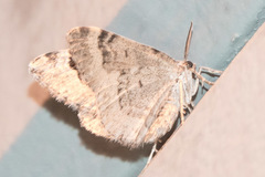 Xanthorhoe abrasaria