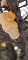 Cyttaria hariotii