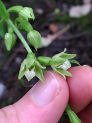 Epipactis phyllanthes