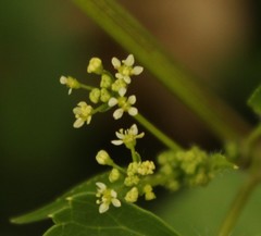 Spananthe