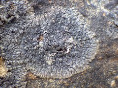 Phaeophyscia hirsuta