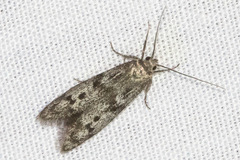 Hypatopa titanella