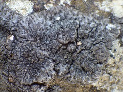 Phaeophyscia hirsuta