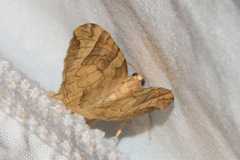 Eulithis propulsata