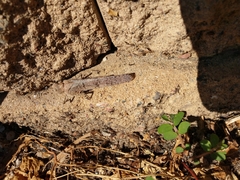 Lactista gibbosus