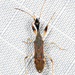 Long-necked Seed Bug - Photo (c) Judy Gallagher, some rights reserved (CC BY-NC), uploaded by Judy Gallagher