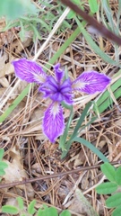Iris hartwegii australis