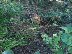 Coprosma macrocarpa minor