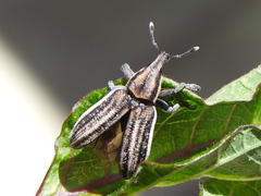 Scaphomorphus
