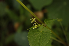Spananthe