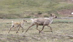 Reindeer photo 2
