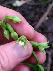 Epipactis phyllanthes