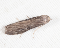 Aphomia terrenella