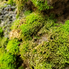 Bryum argenteum