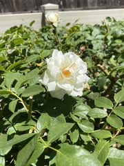 Rosa